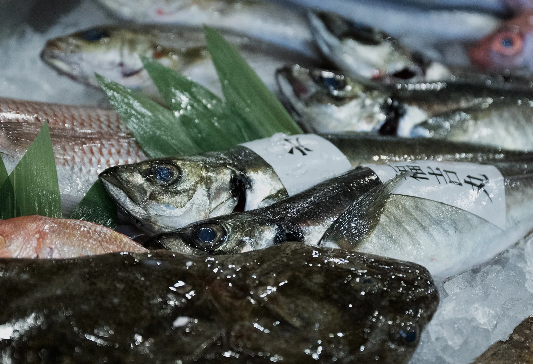 鮮魚販売事業