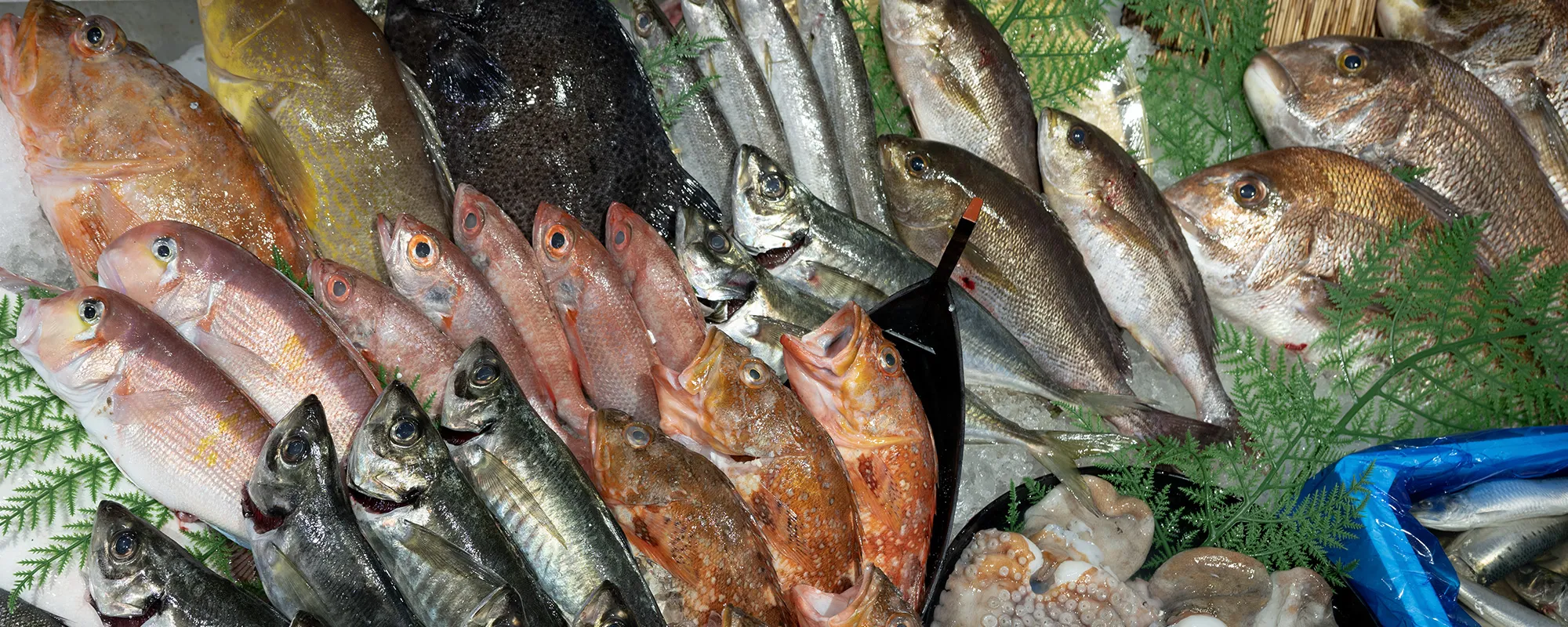 色とりどりの鮮魚の写真